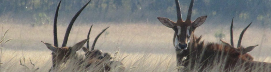 Safari Lodge Buck Logo