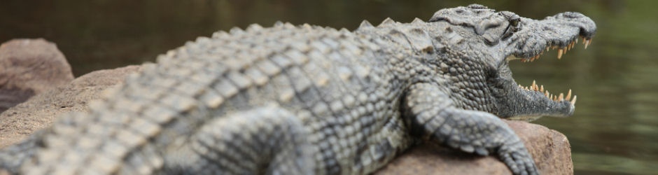 Safari Lodge Crocodile Logo