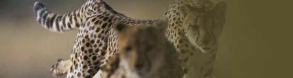 Safari Lodge Leopard Logo