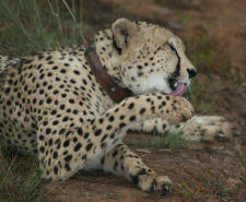 Witwater Safari Lodge and Spa Cheetah Thumbnail